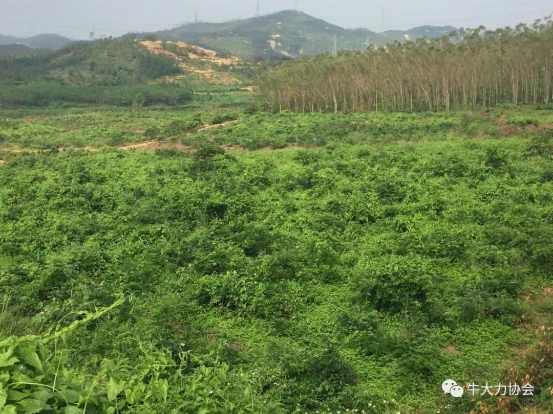 良種良法\牛大力防寒防凍手（shǒu）冊（cè）