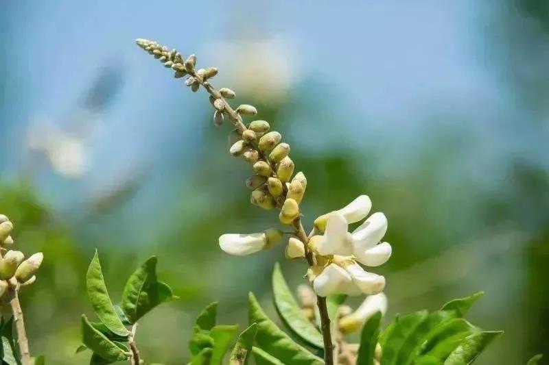 良種良（liáng）法 | 牛大力種（zhǒng）植技術要點