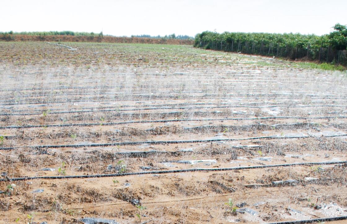 牛大力良種良法（fǎ）-水肥一體化技術