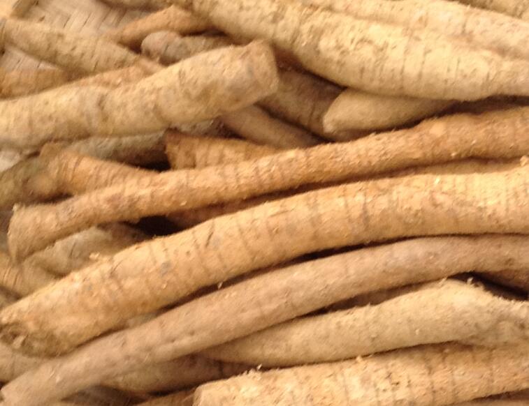 良種（zhǒng）良法\牛大力概述